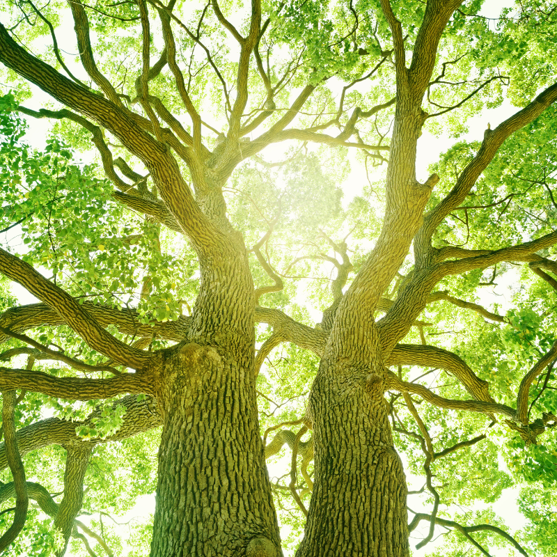 Le druidisme et les arbres