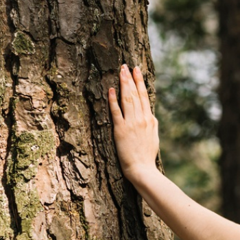 Se recharger auprès des arbres